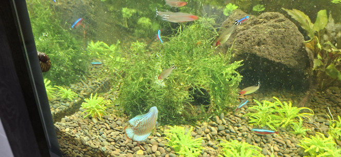  Aujourd'hui j’ai coller de la mousse de java sur une noix de coco. 
Je trouve que ca donne bien.