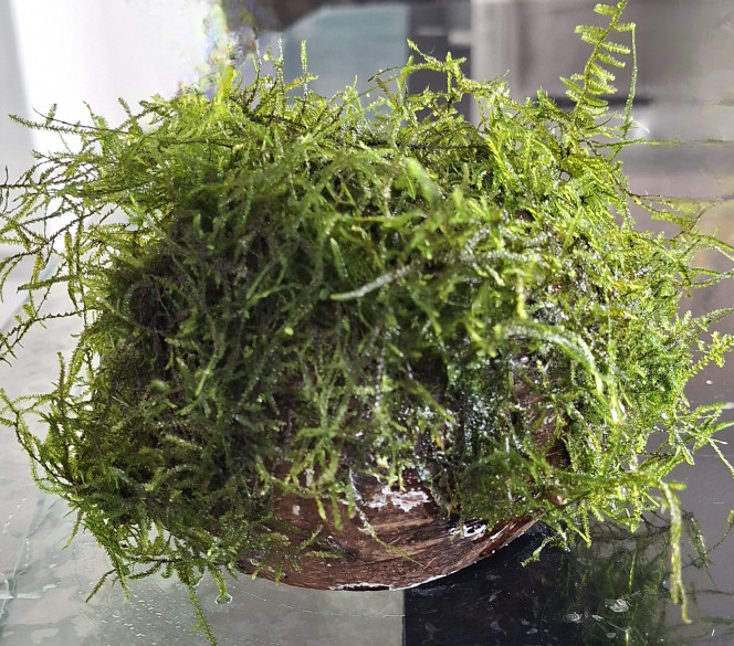  Aujourd'hui j’ai coller de la mousse de java sur une noix de coco. 
Je trouve que ca donne bien.