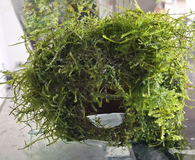  Aujourd'hui j’ai coller de la mousse de java sur une noix de coco. 
Je trouve que ca donne bien.