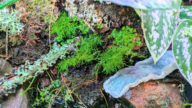 Plantations et aménagements Plantation de sagina procumbes.
Mélange de spiruline et de poudre de pouzzolane au thermoplastique du"ruisseau" . Je vais devoir forcer la dose. 
Ah oui, j'ai aussi placé des bouts de tuyau pour faire des abris à crabes