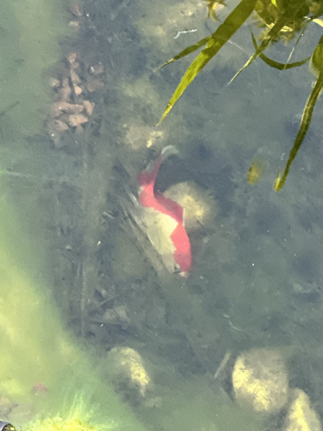 Photographie du post de Emmanuel07 