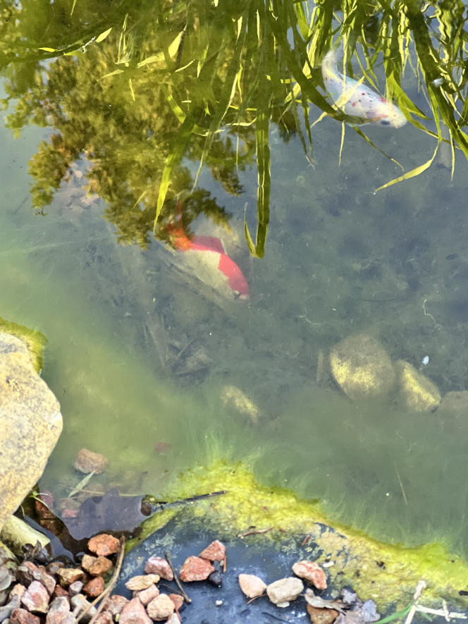 Photographie du post de Emmanuel07 