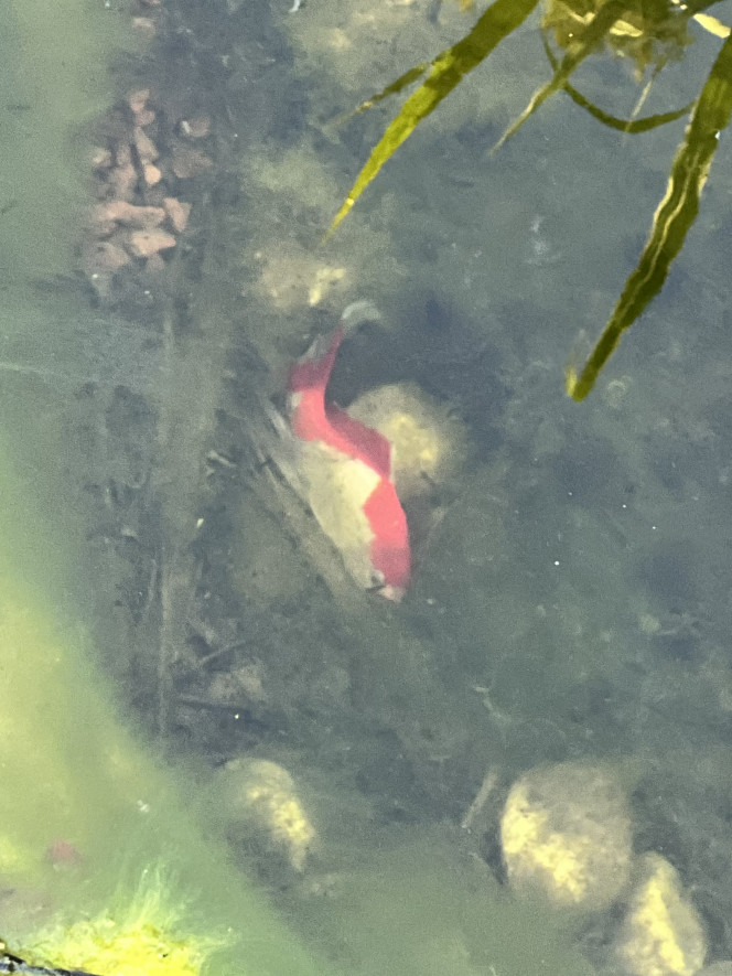 Photographie du post de Emmanuel07 