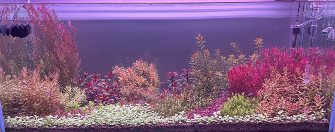 Photographie du post de Edmon 