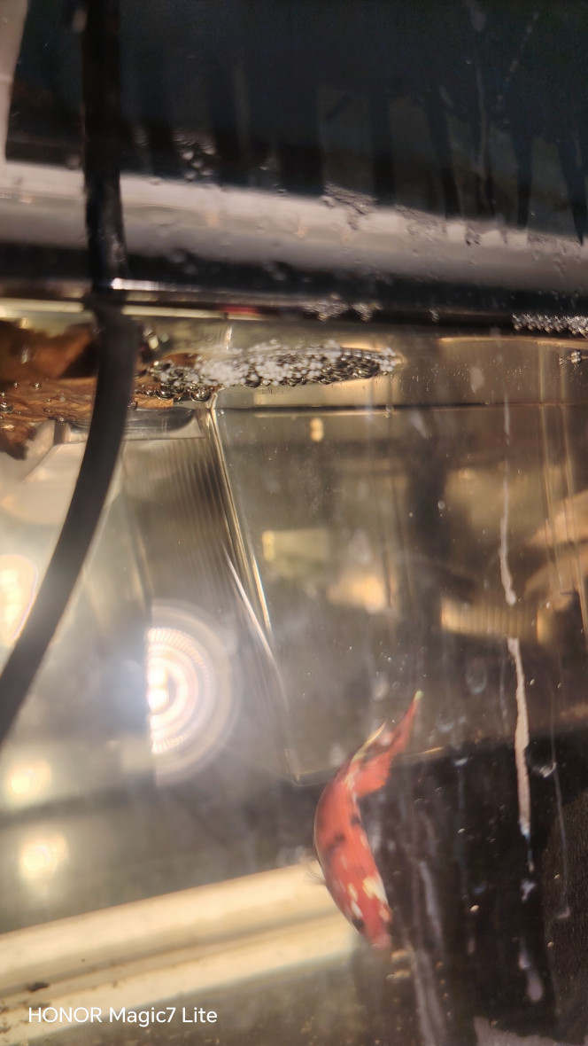 Photographie du post de Flo83 