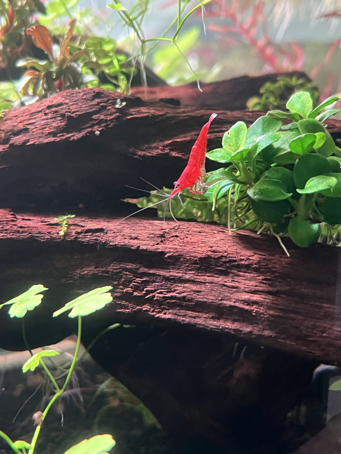 Photographie du post de ThomLA 