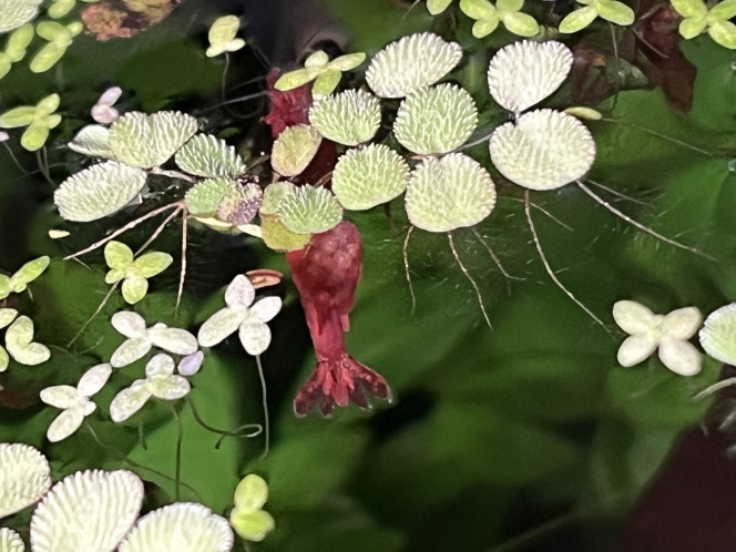 Photographie du post de ThomLA 