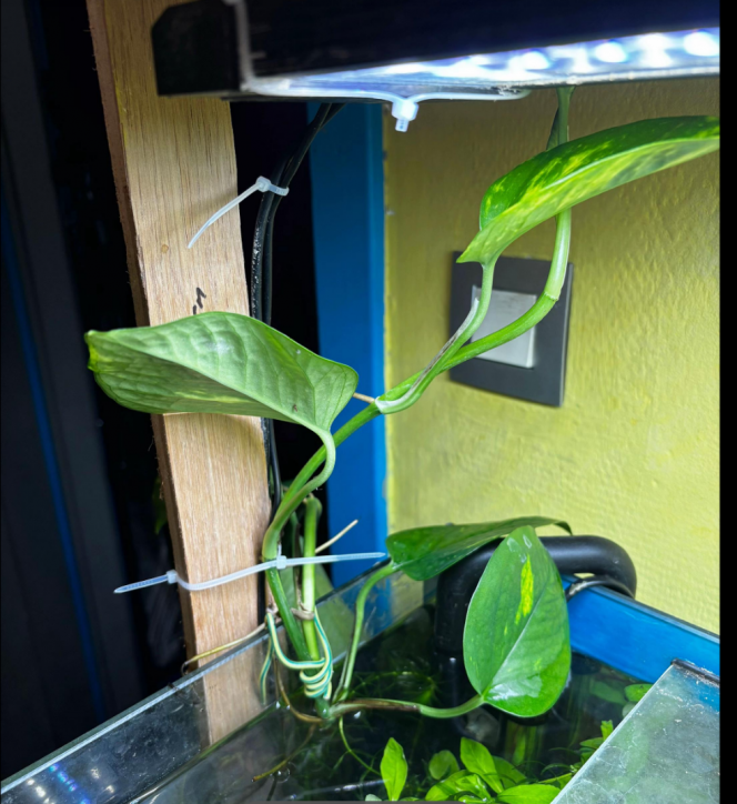 Photographie du post de Les-Aquariums-De-Tom 