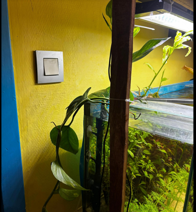 Photographie du post de Les-Aquariums-De-Tom 