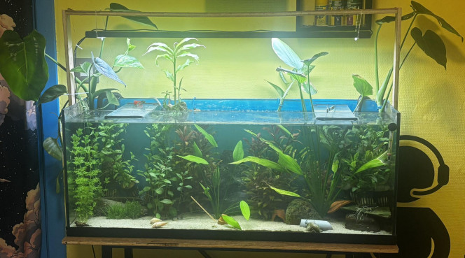 Photographie du post de Les-Aquariums-De-Tom 