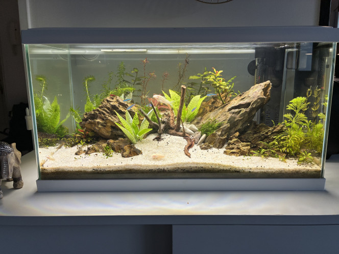 Photographie du post de vsdrib 