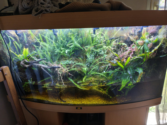 Palu 300L 2 ans 1/2 plus tard... Le Néphro a tout envahi...