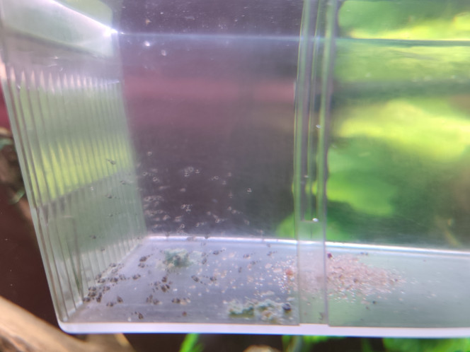 Andinoacara Pulcher Récupération d'un alevin survivant d'un couple et fishnapping de la moitié de la couvée d'un autre couple.
Tout ce petit monde est nourri au Protogen, en attendant de faire rentrer des nauplies en saumure et une souche de microvers.