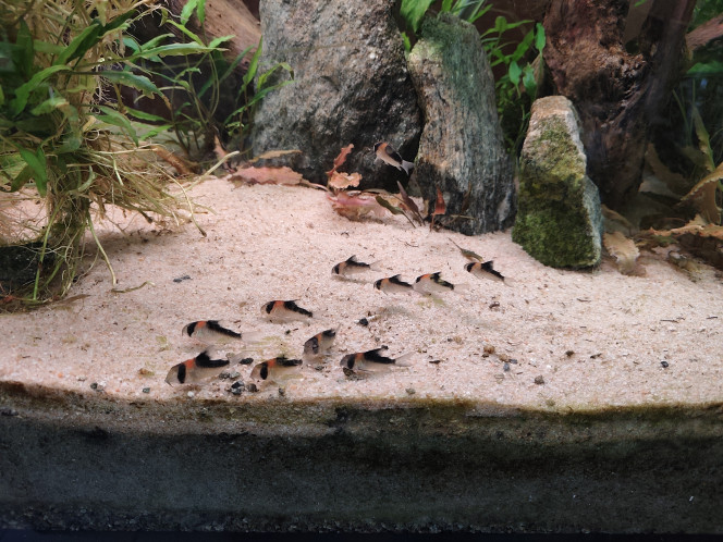 Corydoras Adolfoi Ajout de 5 Corydoras Adolfoi ce qui porte le nombre à 14. Je vise les 30.