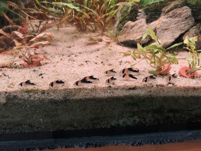 Corydoras Adolfoi Ajout de 5 Corydoras Adolfoi ce qui porte le nombre à 14. Je vise les 30.