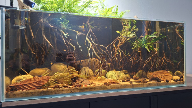 Photographie du post de fuzzytooth 