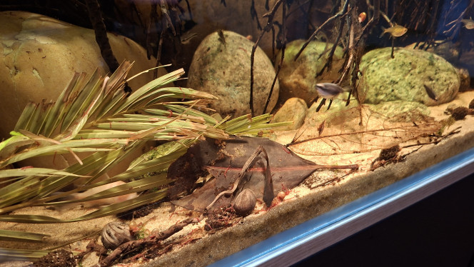 Photographie du post de fuzzytooth 