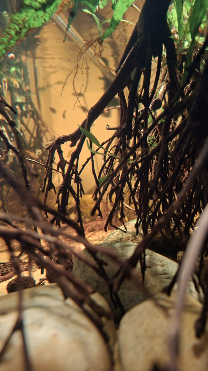 Photographie du post de fuzzytooth 