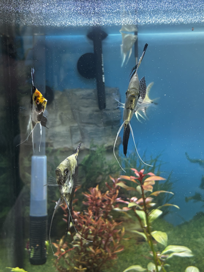 Photographie du post de Les-Aquariums-De-Tom 