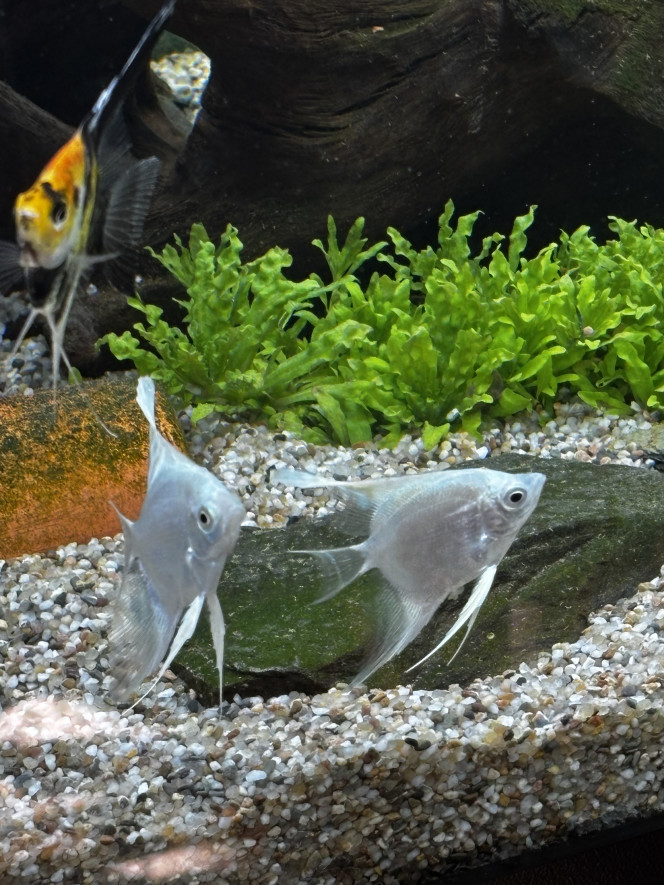 Photographie du post de Les-Aquariums-De-Tom 