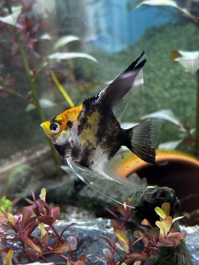 Photographie du post de Les-Aquariums-De-Tom 