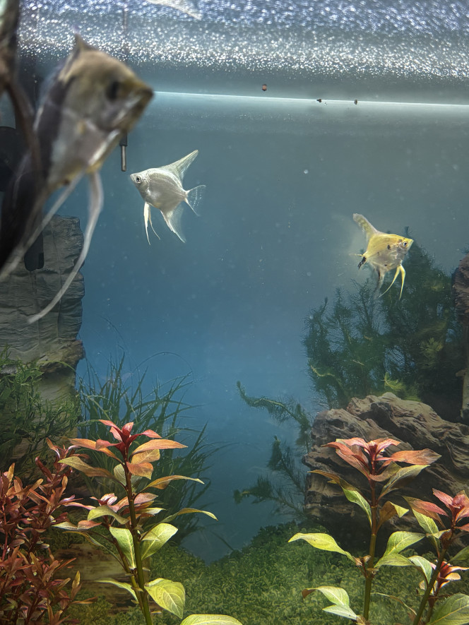 Photographie du post de Les-Aquariums-De-Tom 