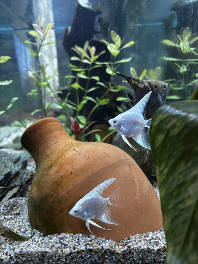 Photographie du post de Les-Aquariums-De-Tom 