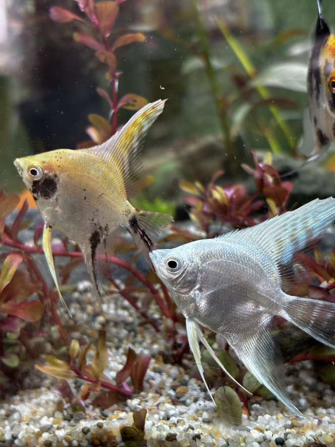 Photographie du post de Les-Aquariums-De-Tom 