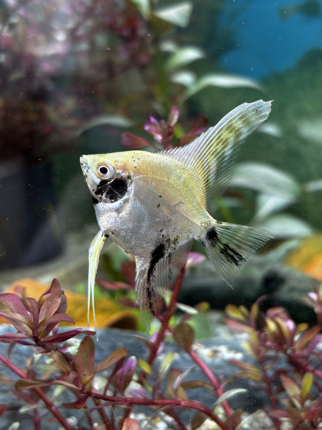 Photographie du post de Les-Aquariums-De-Tom 