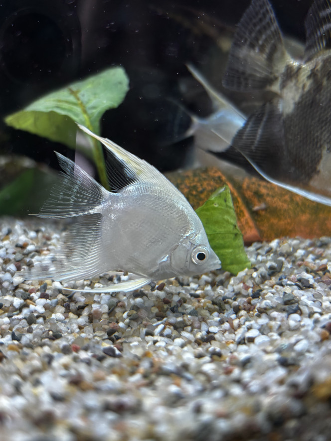 Photographie du post de Les-Aquariums-De-Tom 