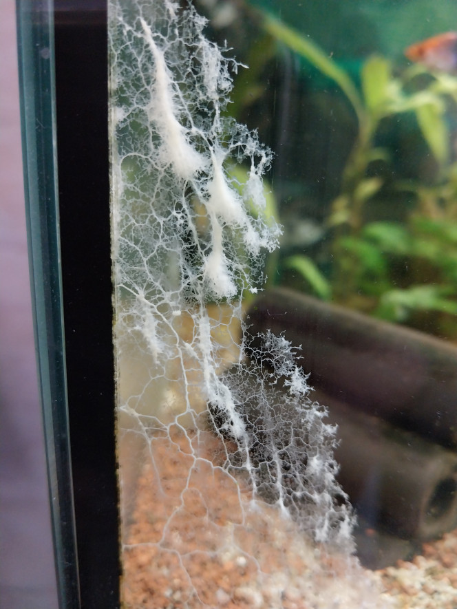 Photographie du post de Chantinou 