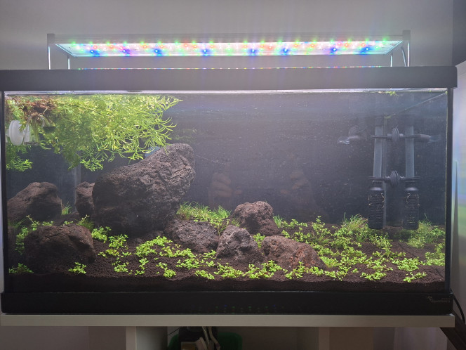 J5 Hardscape: black lava sur tropica soil powder
Plantation : monte carlo et Eleocharis acicularis pusilla mini + ceratopteris pour cyclage et algues