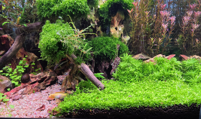 Photographie du post de Yannick66 