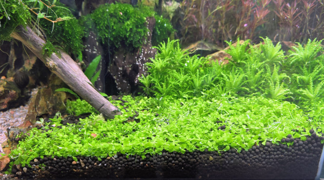 Photographie du post de Yannick66 