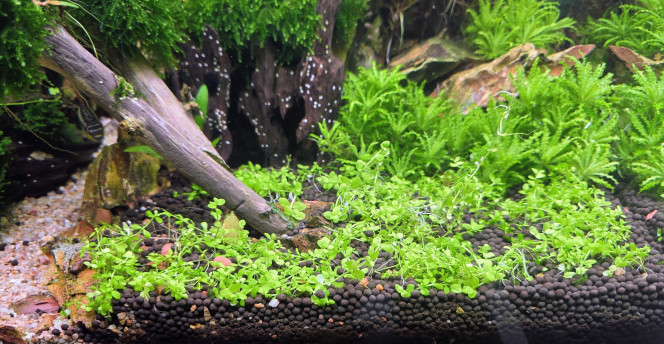 Photographie du post de Yannick66 