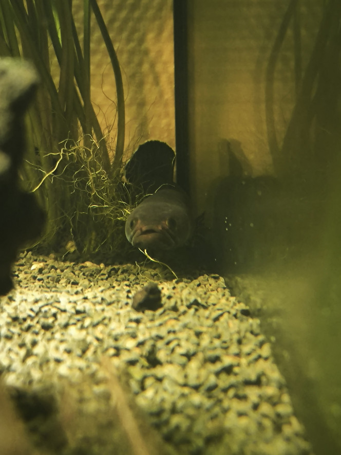 Photographie du post de Guigui-tkt 