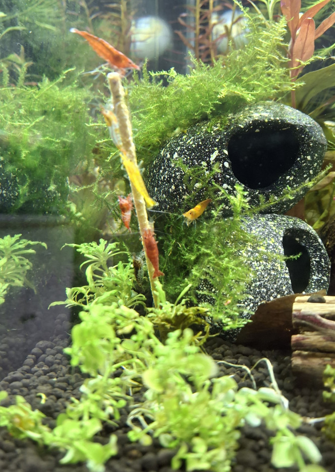 A table !!! Brochette de pollen ce soir pour la colonie :-)