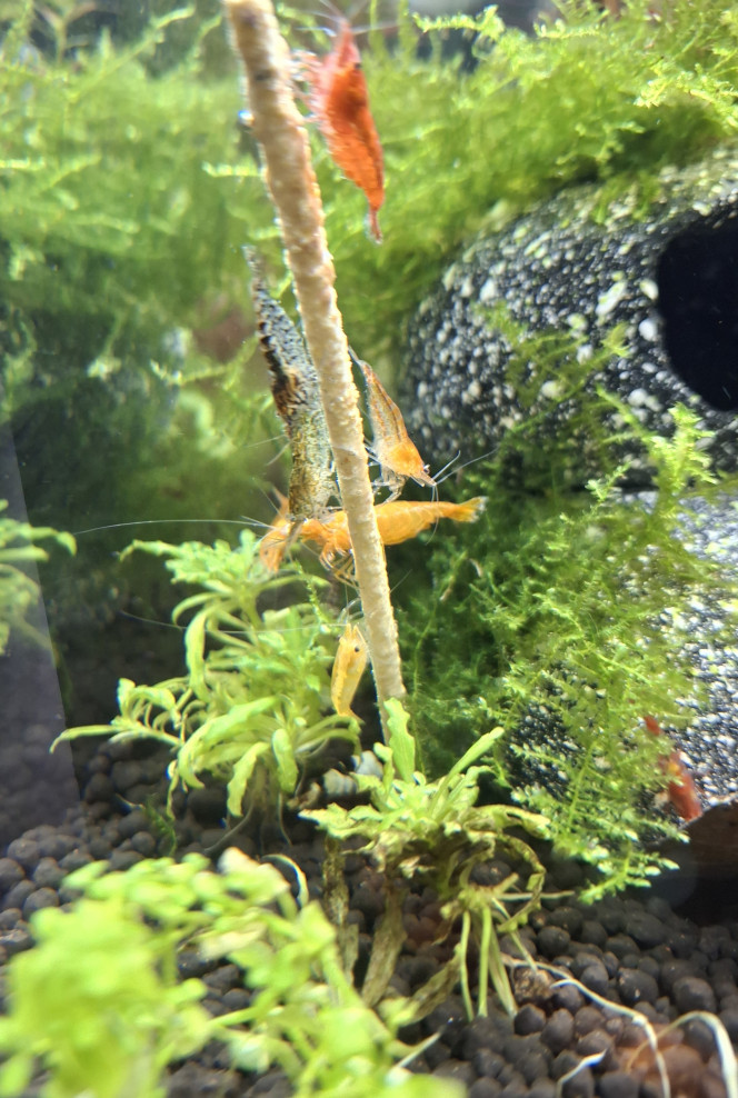 A table !!! Brochette de pollen ce soir pour la colonie :-)