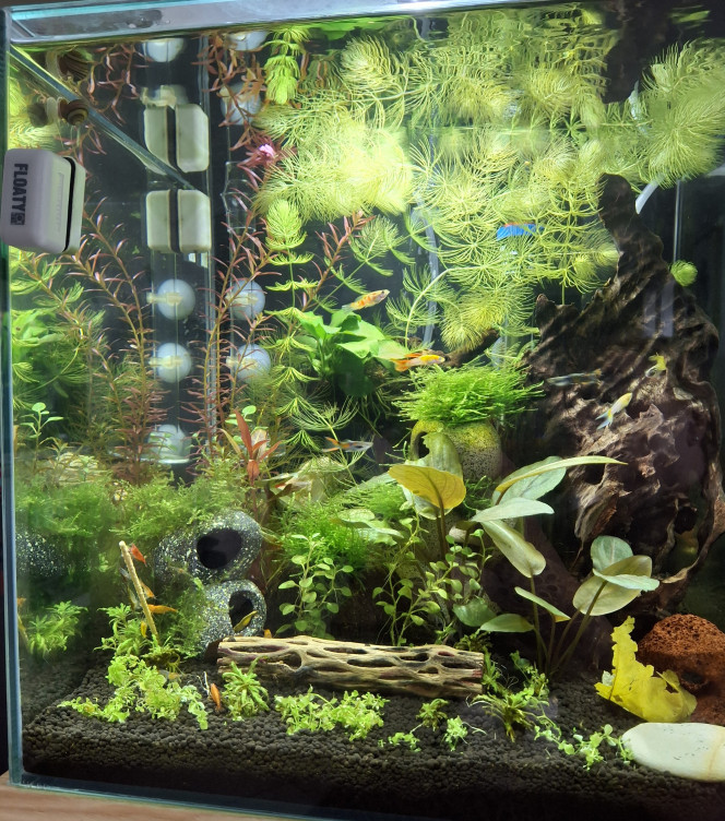 A table !!! Brochette de pollen ce soir pour la colonie :-)