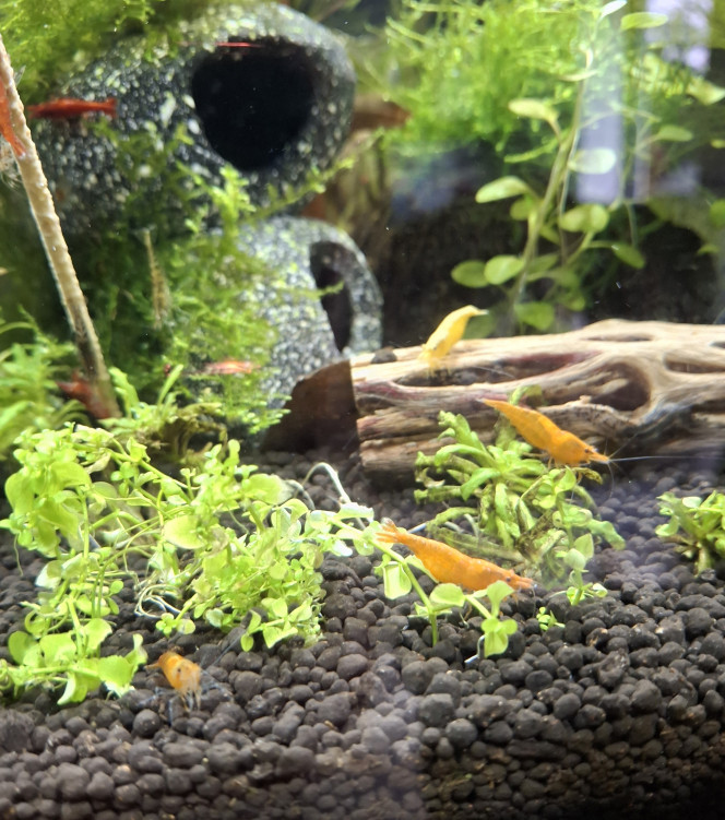 A table !!! Brochette de pollen ce soir pour la colonie :-)