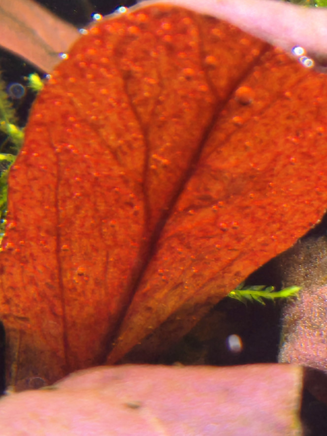 Photographie du post de Loran 