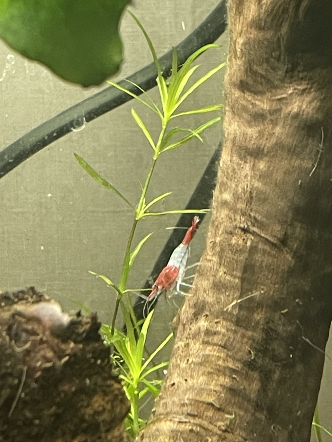 Neocaridina Enfin de sortie !