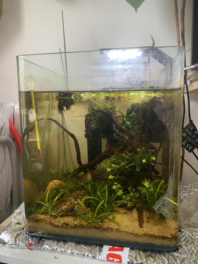 Ça pousse dans le 30L Ça a bien poussé ! J’attends encore un peu pour remplir le haut de l’aquarium et que tout soit un peu plus émergé. 
Je reçois les bettas d’ici 5/6 semaines dans tous les cas.