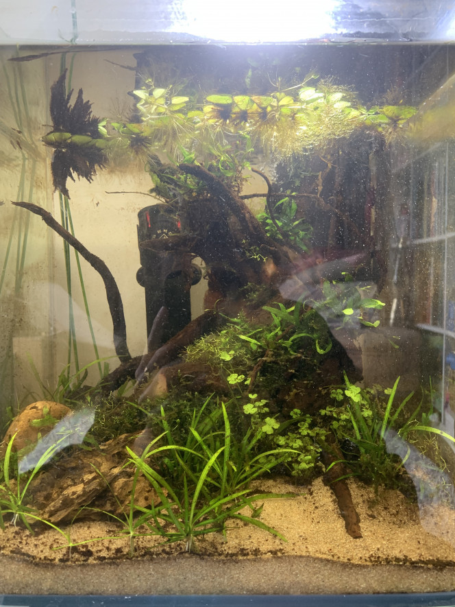 Ça pousse dans le 30L Ça a bien poussé ! J’attends encore un peu pour remplir le haut de l’aquarium et que tout soit un peu plus émergé. 
Je reçois les bettas d’ici 5/6 semaines dans tous les cas.