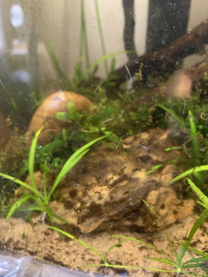  C’est envahit par les vers… Bon petit snack pour les poissons quand je les introduirais.