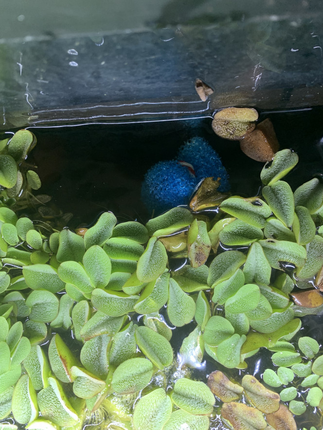  Suite à la perte de trois de mes gouramis pour des raisons toujours inconnues, je tente d’adapter au plus possible le bac. Les cinq autres se portent très bien mais restent stressés. J’ai accroché une mousse à la sortie du filtre, ainsi le courant est réduit.
Je rachèterais 7/8 poissons plus tard pour constituer un groupe plus grand.