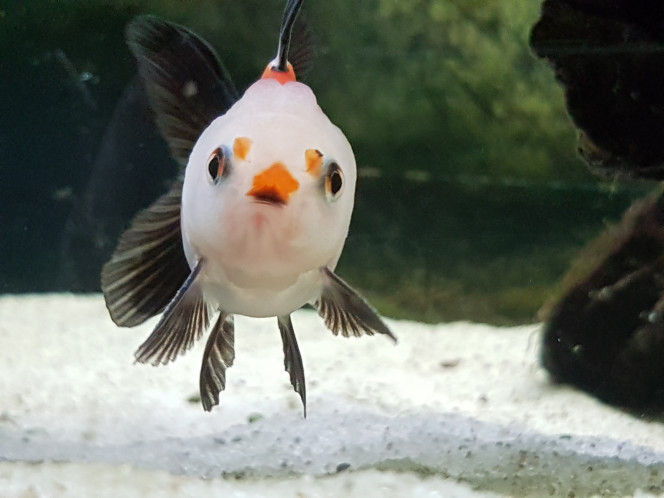 Photographie du post de NEGUS69 