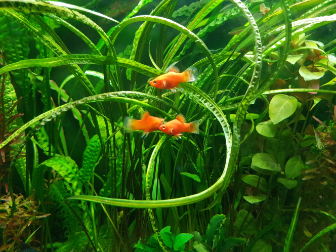 Photographie du post de NEGUS69 