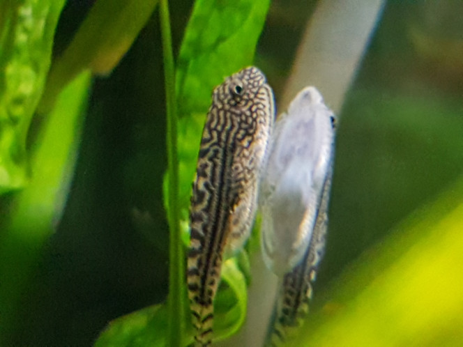 Photographie du post de NEGUS69 