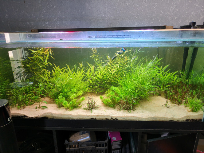 300L Croissance - MAJ Photo Bac entièrement refait. Au centre, il y a normalement une racine de Mopani mais elle a été retirée provisoirement car elle se couvrait de filamenteuses vertes. Elle sera remise en place quand le bac sera équilibré.